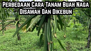 Menanam buah naga Mending Dilahan kebun atau Pesawahan??