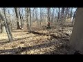 clearing rotten log from firewood retrieve trail