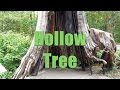 Canada 12 - Hollow Tree in Stanley Park Vancouver