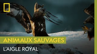 Majestueux aigle royal