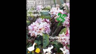 【2024年3月 始天のご近所花散歩】shiten's flower walking in march