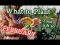 What to Plant in February for Zone 9 & 10 Gardeners