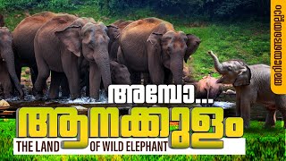 ആനകളുടെ ആറാട്ട്! Anakkulam | Mankulam: OMG! Elephants This Close! Exclusive Elephant viewpoint