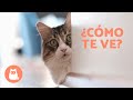 ¿Cómo nos VEN los GATOS a los HUMANOS? 🐱👀 ¿Nos ven como GATOS GIGANTES?