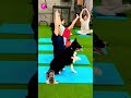 dog with yoga dog affectivedogbehavior bordercollie lovingkindness dogmanners doglover