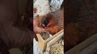 4 Hen 100 Eggs Harvesting #shorts