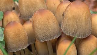 Coprinellus micaceus / Mica Cap Mushroom (4K)