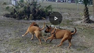 Roscoe the Rhodesian Ridgeback meets a Black-mouthed-Cur (which Roscoe is mixed with)