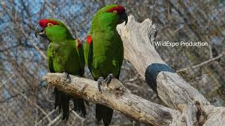 Thick billed Parrot, bird videos