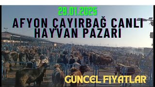 AFYON CANLI HAYVAN PAZARI 29.01.2025 GÜNCEL FİYATLAR #canlıhayvan #hayvanpazari #dana #inek