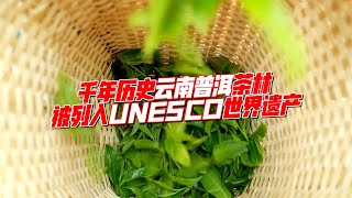 千年历史云南普洱茶林　被列入UNESCO世界遗产