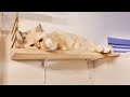 キャットウォークをカーテンレールの上に設置してみたらこうなりました diy 猫部屋