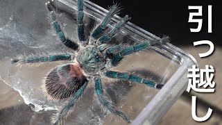 Moving a tarantula is too difficult