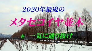 2020年最後の　【メタセコイヤ並木】　を　一気に通り抜け！　【４Ｋ】　2020年12月27日