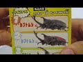 開封！【エフトイズ】昆虫ハンター【3】グラントシロカブト【f toys】beetle u0026stagbeetle hunter【食玩】opened