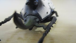 開封！【エフトイズ】昆虫ハンター【3】グラントシロカブト【F-toys】BEETLE\u0026STAGBEETLE HUNTER【食玩】opened