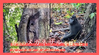 【Vlog】スラウェシ島で野生のメガネザルや絶滅危惧種と出逢う旅「タンココ国立公園」【インドネシア Indonesia Sulawesi Tangkoko】(後半)