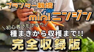 【完全収録版】ミニニンジン篇、種まきから収穫まで！初心者でもできた！