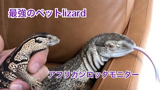 アフリカに住むオオトカゲがペットとして最強だった！！！#Varanus albigularis