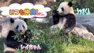 同じ笹を仲良く食べるシャオくんとレイちゃん🐼😊　10月17日 ueno zoo panda