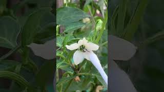 Organic Gardening/How To Avoid Chilli Flowers Dropping Off#viral #youtubeshorts