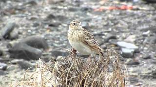 ヒバリの鳴き声