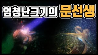 105 Log. 엄청난 크기의 대왕문어를 만나다 / 이수의 다이브로그 / 스쿠바다이빙 영상 로그북