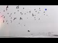 Why do Birds migrate ? understanding their journey!