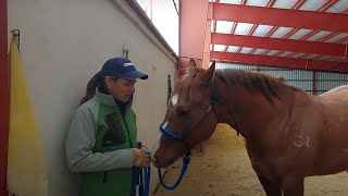 Daily Dose of Horsemanship Homework: Ground Manners #2 Standing Still and Nose Control