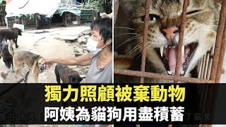 獨力照顧被棄動物 阿姨為貓狗用盡積蓄  TVB 東張西望 Patrick Sir 朱凱婷