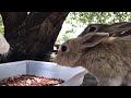 impossibly beautiful wild rabbit