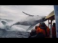 Whale jumps out of nowhere during sight seeing tour ( Amazing Huge Whale 🐳 )