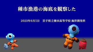 種市漁港の海底を観察した　　岩手県立種市高等学校［2023.06/05］