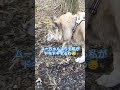 ばあばとデート中でもギリギリのスリルを味わう犬のムーちゃん　〜あれ？じいじは？〜