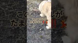 ばあばとデート中でもギリギリのスリルを味わう犬のムーちゃん　〜あれ？じいじは？〜