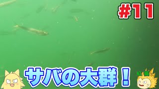 【初心者でも魚を釣りたい#11】【サバの大群】【水中撮影】【須磨】