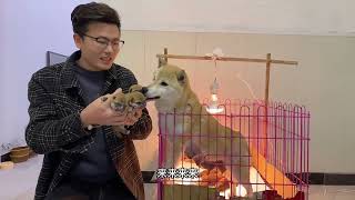 出生3天的小柴犬，刚拿手里狗妈就紧追不舍，生怕被抱走