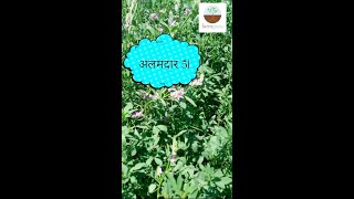 मेथी घास हिरवा चारा | हाय प्रोटीन असलेला मेथी घास | Methi Ghas | High Protein #farmguru #ytshorts