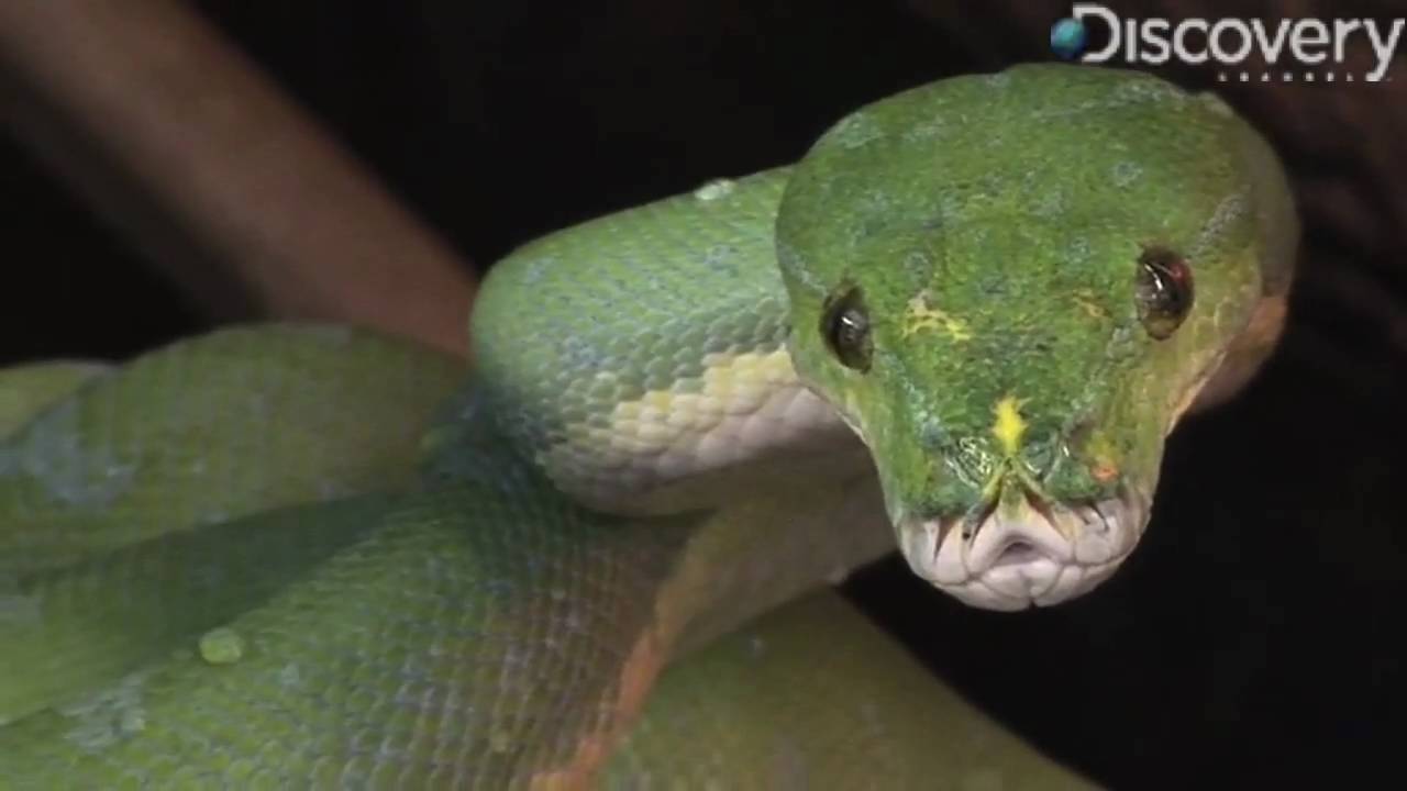 Green Tree Python Youtube