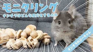 How would a chinchilla react if a large number of favorite wood screws were placed?