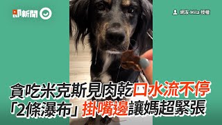 貪吃米克斯見肉乾口水流不停「2條瀑布」掛嘴邊｜寵物動物｜狗｜精選影片