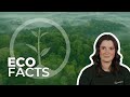 Why Should We Protect The Rainforests | Eco Facts | One Tree Planted