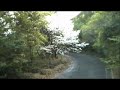 ドローン撮影動画第９ １『　桜満開の宮崎県延岡市北浦町林道　』