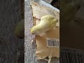 郵便物の開封をしてくれる天才インコ