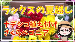 ラックスの花が終わったら〇さくらベゴニアの花後〇根茎性ベゴニア〇ナデシコ植え付けました