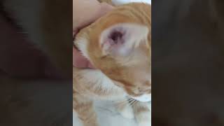 可爱猫猫，又是被迫营业的一天