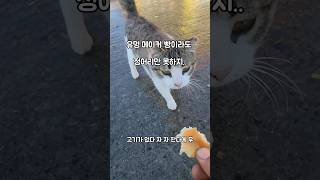 유명 메이커 빵을 대하는 판장이.. #고양이 #빵 #남해 #길냥이 #먹방