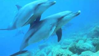 御蔵島ドルフィンスイムツアー2010年ダイジェスト版 swim with dolphin in mikurajima japan