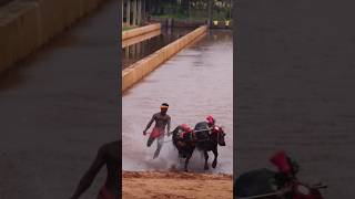 Haleyangadi Koppala #kambala #kambula #race #sports #shortvideo #short #youtubeshorts #share #latest