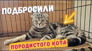 Шотландский Вислоухий Кот Ищет Хозяина. Кошки Задонского монастыря.